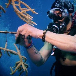 FORCE BLUE: TEAM ONE MEMBER WORKING WITH CORAL REEF