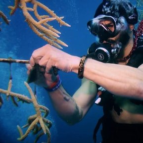 FORCE BLUE: TEAM ONE MEMBER WORKING WITH CORAL REEF
