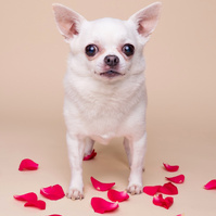 Chi Chi the chihuahua A Valentine's Day Photoshoot by Woof Photograpy at Drake & Morgan. 