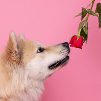White eurasier dog sniffing rose on pink backdrop.  A Valentine's Day Photoshoot by Woof Photograpy at Drake & Morgan. 