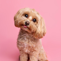 A Valentine's Day Photoshoot by Woof Photograpy at Drake & Morgan. Red Cavapoo on pink backdrop with tongue out. 
