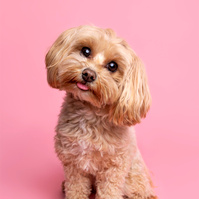 A Valentine's Day Photoshoot by Woof Photograpy at Drake & Morgan. Red Cavapoo on pink backdrop with tongue out. 