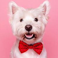 A Valentine's Day Photoshoot by Woof Photograpy at Drake & Morgan. featuring Iddy the white Scotty dog, wearign red bow tie on pink backdrop. 