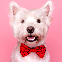 A Valentine's Day Photoshoot by Woof Photograpy at Drake & Morgan. featuring Iddy the white Scotty dog, wearign red bow tie on pink backdrop. 