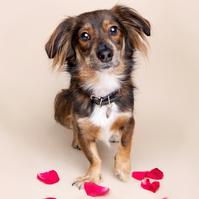 A Valentine's Day Photoshoot by Woof Photograpy at Drake & Morgan. Featuring a dog called Kevin, photographed with rose petals on a cream backdrop. 