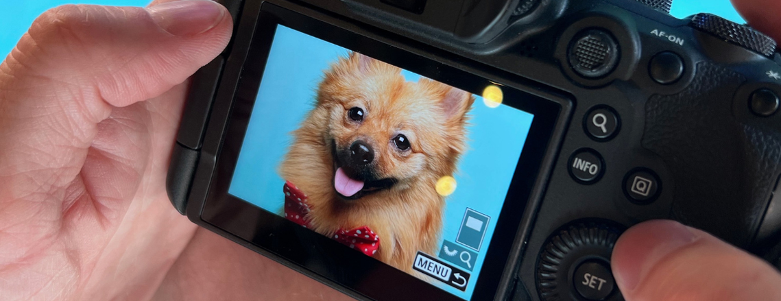 Woof Photography preview image on back of the camera.  Features a smiling  Pomeranian dog on blue backdrop. Jonny the London Dog photographer events page. 