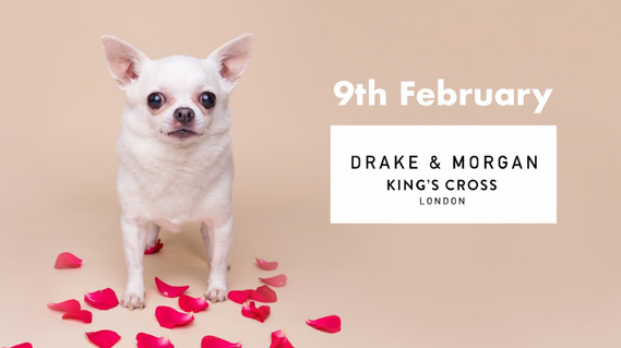 Chi Chi the white chihuahua posing with red rose petals on a cream backdrop for the Woof Photography Valentine’s Day special.  Organised by Woof About.  