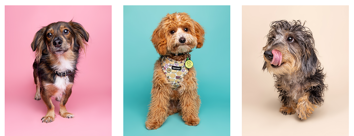 Kevin the Romanian rescue on pink, Milo the terrier on blue & Wire haired dachshund on cream Gus photographed by Jonny the London Dog Photographer / Woof Photography at The Big Woof dog festival. 