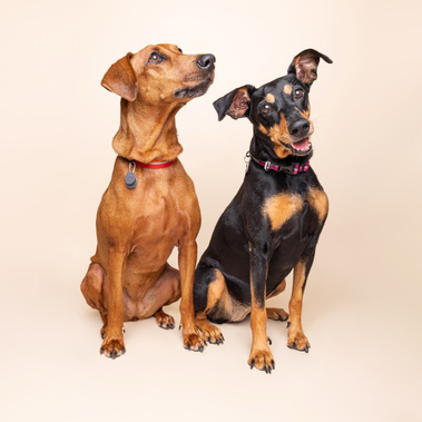 Auli & Berthe - a pair of Pincher siblings, one tan and one black and tan. Photographed by Jonny the London Dog Photographer / Woof Photography at the Big Woof dog festival, Kings Cross.