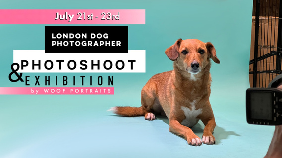 Dog Event at East London's dog -friendly cafe and doggy day care venue, Barkney Wick in Hackney Wick.  Book a photoshoot with your pup and show off their finest moves.  Features an exhibition by Woof Portraits. 