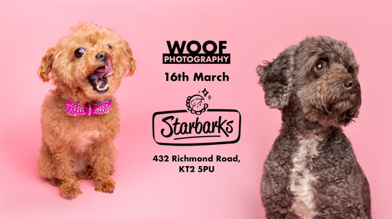 Woof Photography pop-up dog photoshoot event at Starbarks dog groomers and cafe in Ham, Kingston Upon Thames near Richmond Park.  Poster features tan mini poodle and brown cockapoo on pink backdrop. Organised with Woof About. 