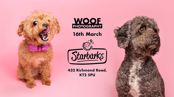 Woof Photography pop-up dog photoshoot event at Starbarks dog groomers and cafe in Ham, Kingston Upon Thames near Richmond Park.  Poster features tan mini poodle and brown cockapoo on pink backdrop. Organised with Woof About. 