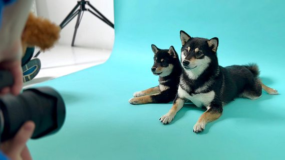 Two Shiba Inu siblings at the Woof Photography studio in East London. Shown on signature blue backdrop.