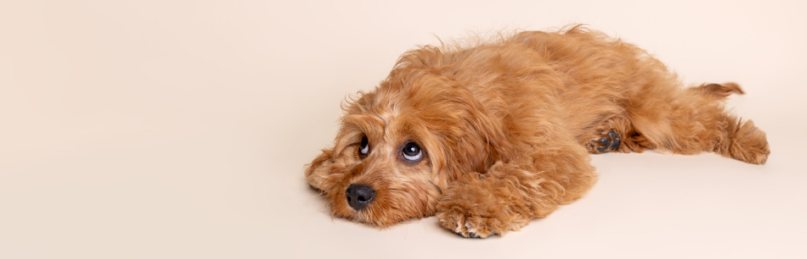 Muffin the maltipoo puppy being cute and tired in his photoshoot with Woof Photography at the Big Woof - Jonny the London Dog Photographer.