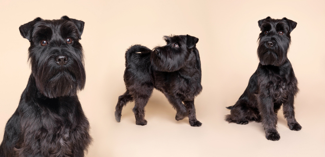 Dog model and influencer - Life with Kenji joy.  Three images of the black miniature schnauzer on a cream backdrop, by Woof Photography.