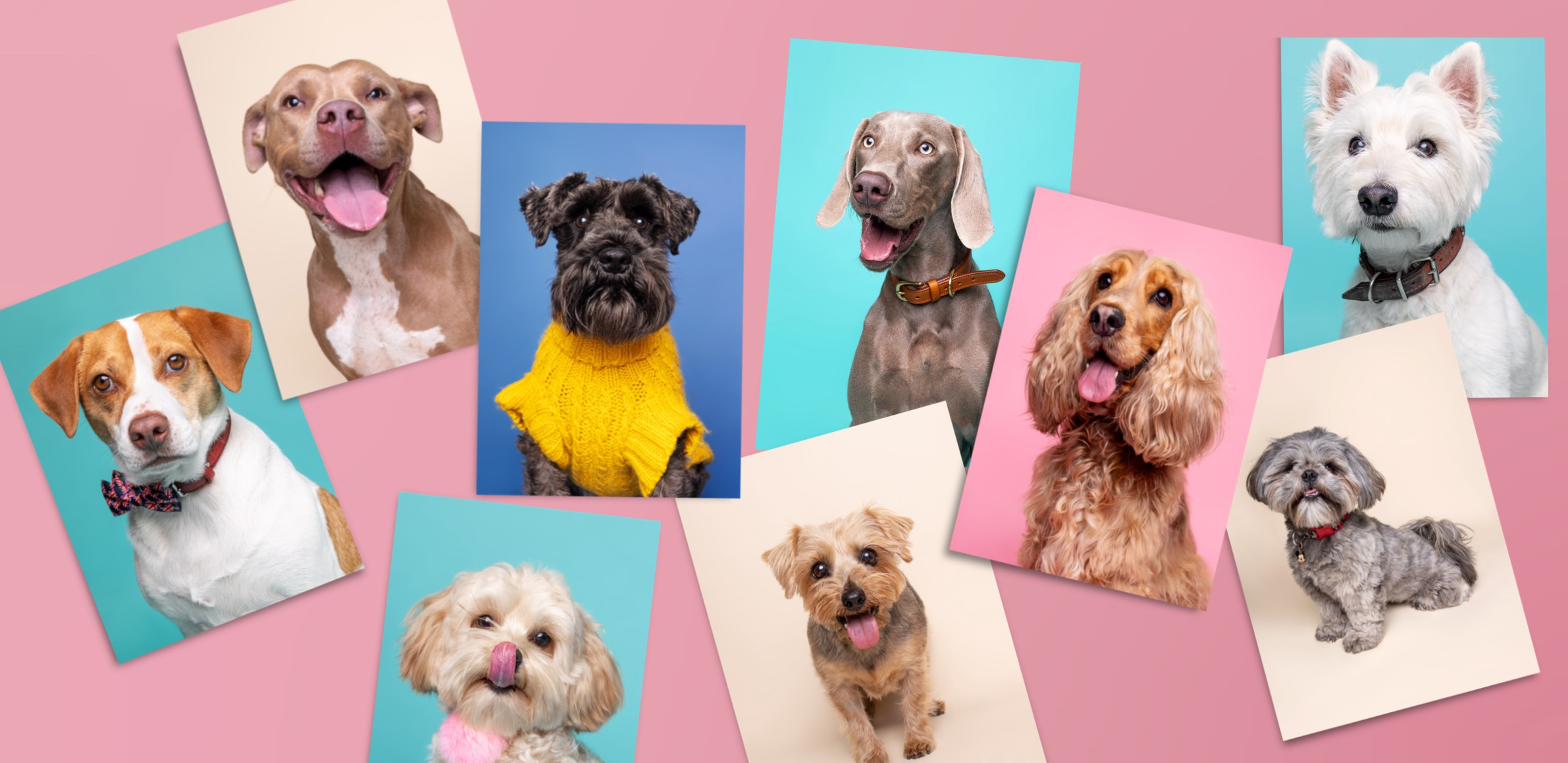 Selection of Physical fine art prints featuring dogs from previous events at The Coppernose Cafe, Hampton Court. Photos by Woof Photography Jonny the London Dog Photographer. 