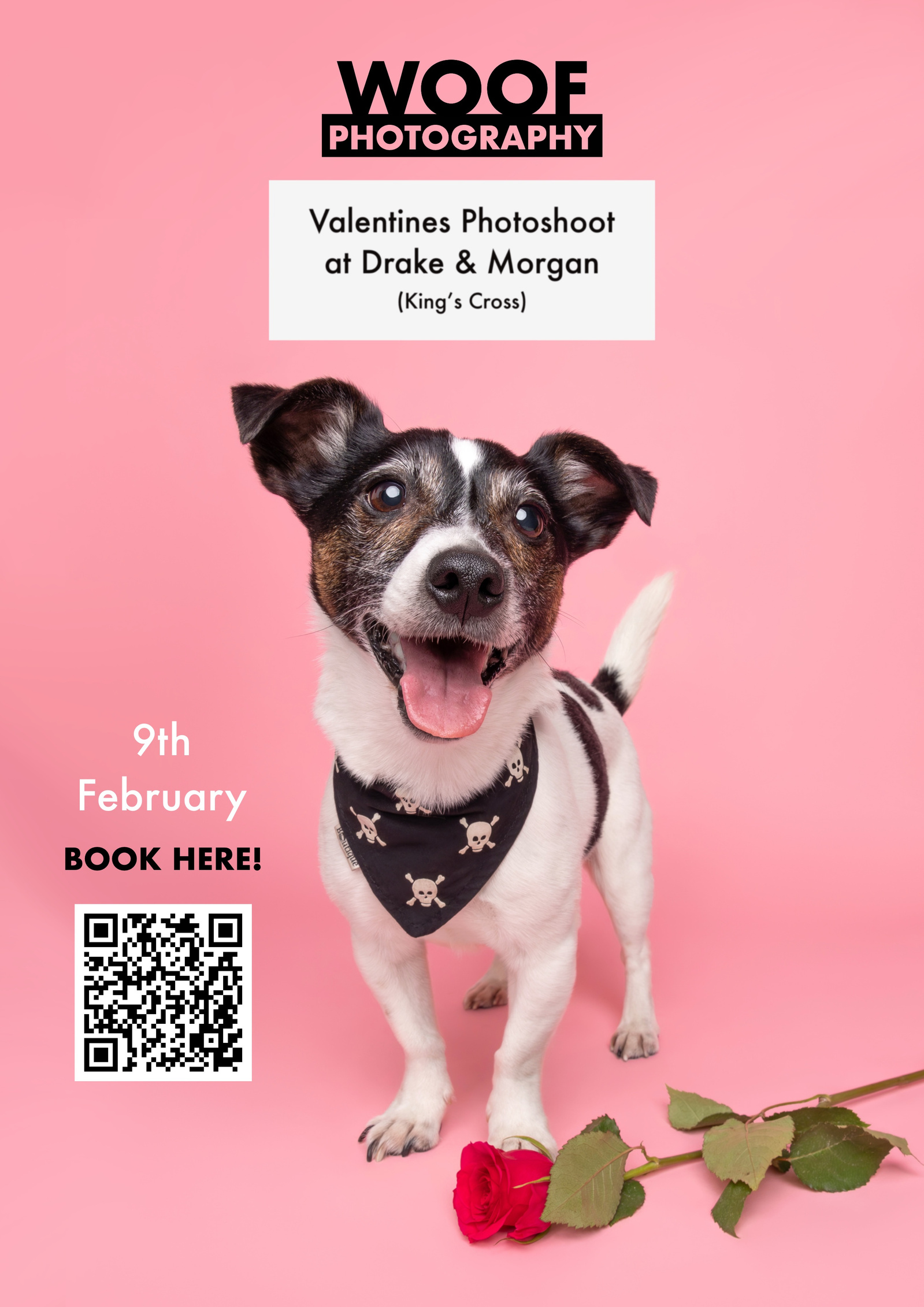 Advert for a Woof Photography Valentines day pop-up photoshoot at Drake & Morgan in King's Cross, featuring a portrait of a black and white Jack Russell Terrier standing with a rose at his feet. 