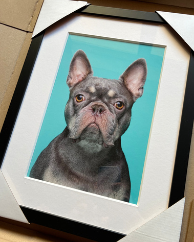 Framed fine art Giclée print in black frame featuring photograph of Paco the French Bulldog on blue background. Taken by Jonny the London Dog Photographer / Woof Photography in his East London Studio. Perfect wall art for your home and tribute to your dog