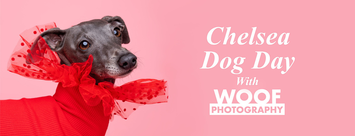 Woof Photography at Peter Jones & Partners for Chelsea Dog Day 2025.  Featuring Italian Greyhound on pink, wearing a red ruffed outfit. 