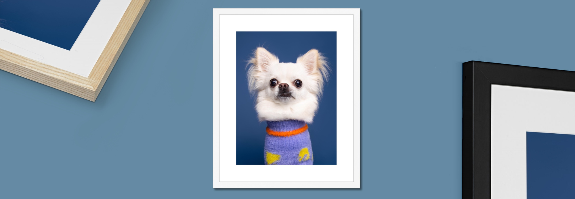 Classic framed fine art print featuring a white chihuahua on dark blue background.  Photography by woof photography.  White mount with black, white or natural frame. 