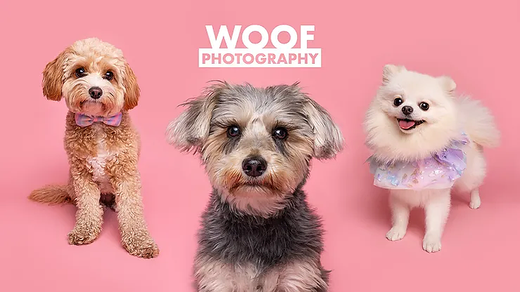 Chelsea Dog Day 2024 - Woof Photography at Peter Jones - John Lewis. Pop-up photoshoot. King's Road, Sloane Square. Woof About. London Dog Photographer