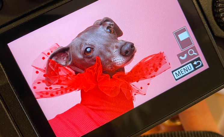 Woof Photography at Chelsea Dog Day hosted by Peter Jones - John Lewis, Sloane Square.  Whippet with dog Accessories / outfit. 