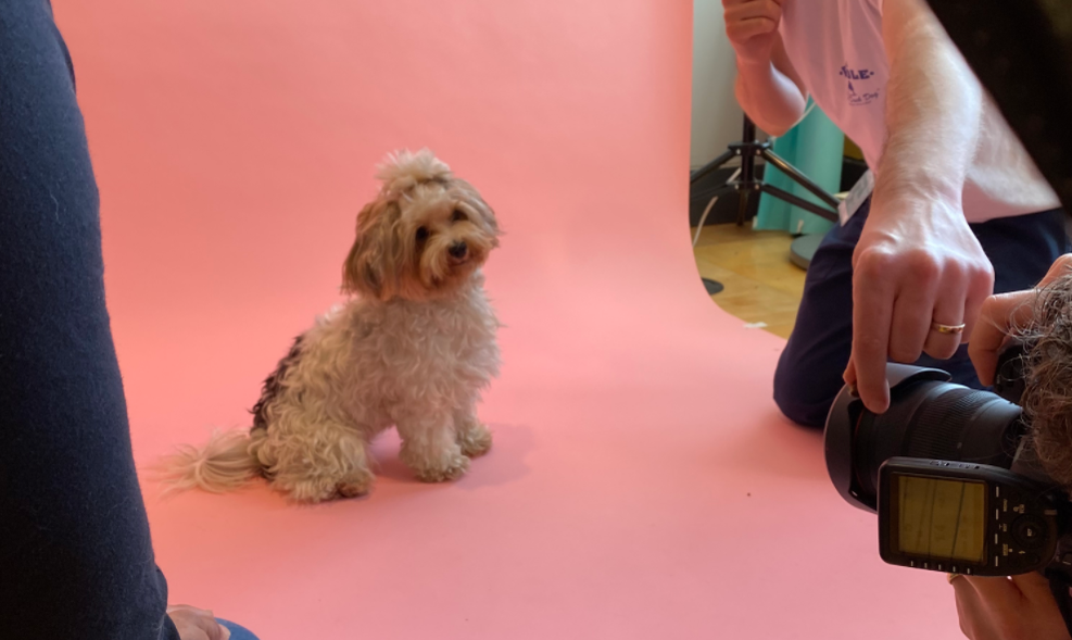 Woof Photography at Chelsea Dog Day hosted by Peter Jones - John Lewis, Sloane Square.  Pop-up dog photoshoot. 