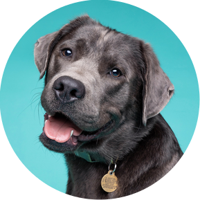 Silver Labrador on blue background.  Bronze Woof Photography studio based photoshoot package with Jonny the London Dog Photographer.  