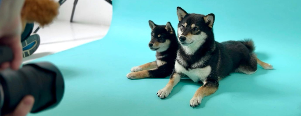 Shiba Inu dog models Flame and Frost posing for Woof Photography on blue paper backdrop in a private photoshoot in London with Jonny the London Dog Photographer. 