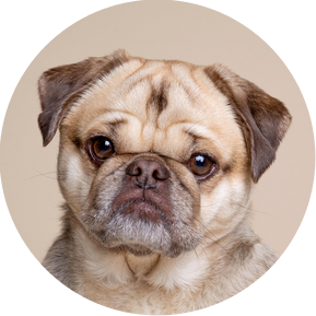 Bowzer the Pug on natural backdrop by Jonny the London Dog Photographer.  Silver studio based Woof Photography package.  Perfect option for dog photography.