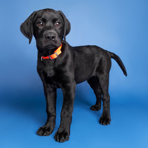 Baran the black Labrador puppy on blue backdrop by Jonny the dog photographer aka Woof Photography, at his Platinum photoshoot package at the studio. Image taken on the Canon R6 camera. 