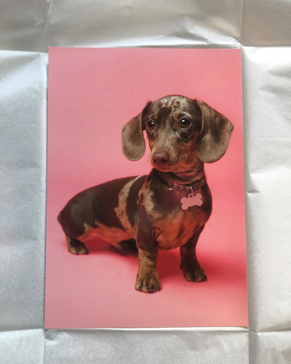 Fine Art Giclée print of mottled miniature dachshund puppy on a pink background.  It lays on tissue paper packing.  Photo by Jonny the London Dog Photographer / Woof Photography. Perfect gift idea, keepsake to display in your home and celebrate your pet. 