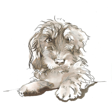Dip pen & wash - black ink drawing of a wire-haired Dachshund by Woof Portraits.
