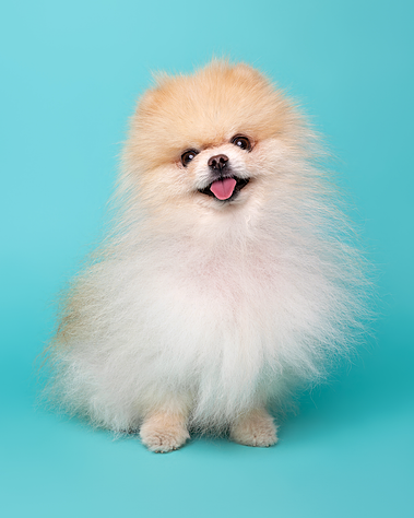 Pomeranian Puppy photographed by Woof Photography / Jonny the London Dog Photography at Peter Jones, Chelsea Dog Day. Features  Blue backdrop. 