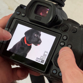 Baran the black Labrador puppy behind the scenes image on the back of his Canon R6 camera, during his Platinum photoshoot package with Woof Photography, Jonny the London Dog Photographer. 