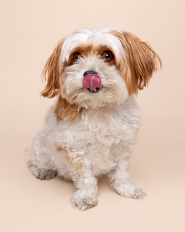 Shitzu terrier photographed by Jonny the London Dog Photographer aka Woof Photography at Peter Jones for Chelsea Dog Day. on cream backdrop. 