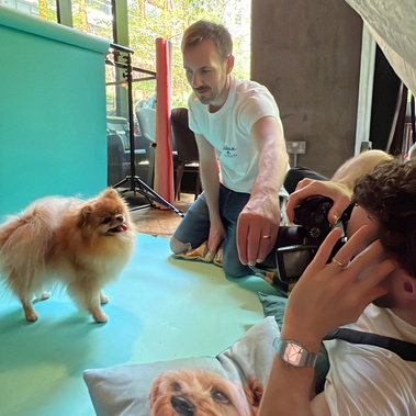 Kodie The Pomeranian at his Woof Photography photoshoot at the last Big Woof festival. Features Blue backdrop. 