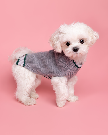 Maltese puppy on pink backdrop wearing jumper - photographed by Jonny the London Dog Photographer aka Woof Photography at Peter Jones for Chelsea Dog Day.