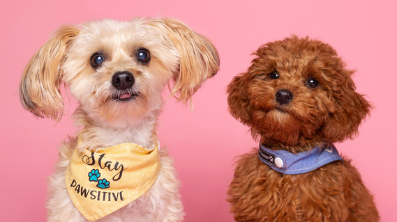 Photograph by Woof Photography at Drake and Morgan in Kings Cross. Book a photoshoot at the Big Woof dog festival.  Art by woof portraits 