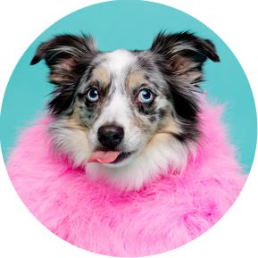 Willow the Australian Shepherd on blue backdrop with bright pink outfit and tongue out.  Gold studio based Woof Photography package with Jonny the London Dog Photographer aka Woof Photography. 