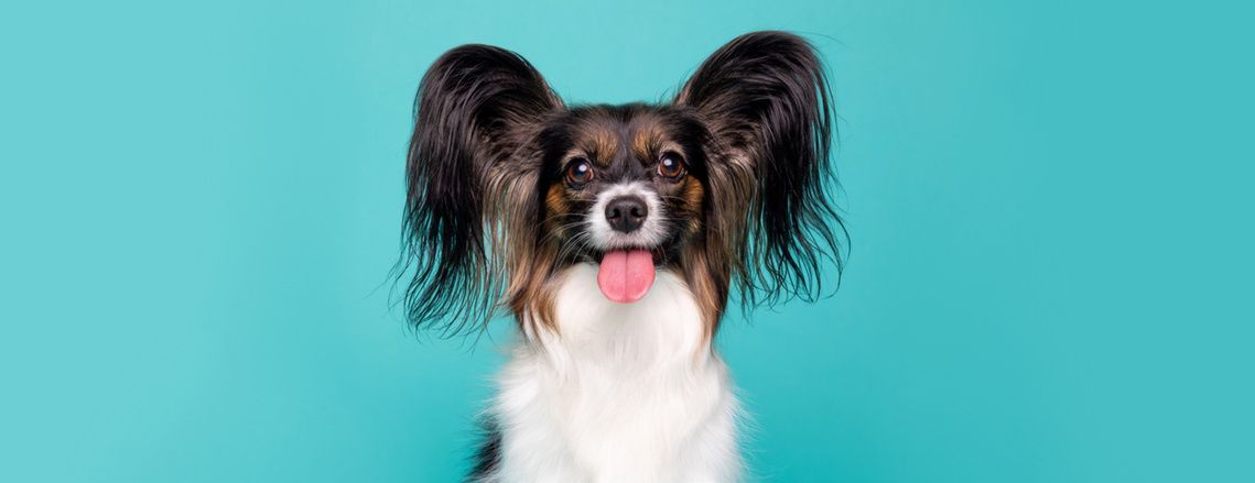 Papillon portrait by woof photography featuring a blue backdrop.  Jonny is a professional dog photographer based in East London.  Taken at The Big Woof at Kings Cross, Coal Drops Yard.