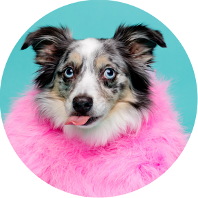 Willow the Australian Shepherd on blue backdrop with bright pink outfit and tongue out.  Gold studio based Woof Photography package with Jonny the London Dog Photographer aka Woof Photography. 