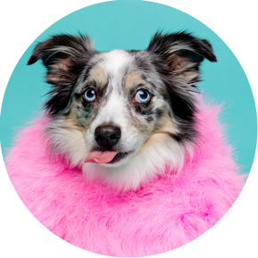 Willow the Australian Shepherd on blue backdrop with bright pink outfit and tongue out.  Gold studio based Woof Photography package with Jonny the London Dog Photographer aka Woof Photography. 