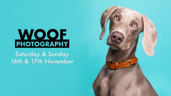 The Coppernose Cafe, The Mitre Hotel, Hampton Court.  Woof Photography & Woof Portraits pop-up dog event. Photoshoot and art exhibition. Dog-friendly venue. London Dog Photographer. Features Ayla MyFurevermore the Weimaraner Pets Pyjamas
