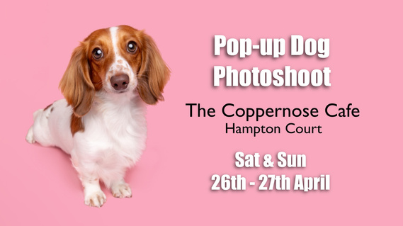 Pop-up Photoshoot at The Coppernose Cafe, Hampton Court. Saturday & Sunday 26th & 27th April. Woof Photography - Jonny the Londondog Photographer. London, Surrey, Teddington, Surbiton. 