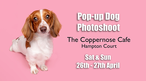 Pop-up Photoshoot at The Coppernose Cafe, Hampton Court. Saturday & Sunday 26th & 27th April. Woof Photography - Jonny the Londondog Photographer. London, Surrey, Teddington, Surbiton. 
