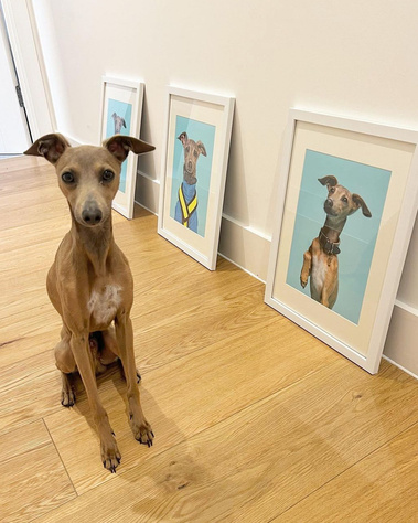 Elvis the Italian Greyhound posing with his tryptic of framed fine art Giclée prints on display at his home. Taken at his dog photoshoot.  One feature a custom pet portrait illustrated by Ryan Hodge of Woof Portraits. 