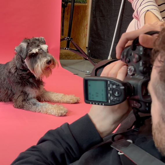 Jonny the London Dog photographer / Woof Photographer, taking photographing Elvis the Miniature Schnauzer on a statement pink backdrop.  He uses a Canon R6 camera. 