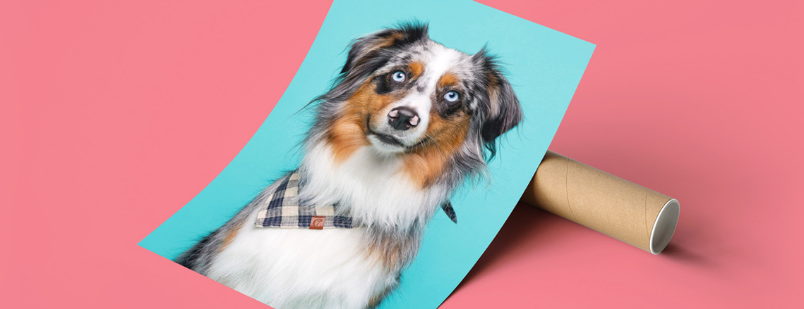 Fine Art Giclée print of Australian Shepherd by Jonny the London Dog Photographer / Woof Photography. It features a light blue backdrop.  Photographed with a cardboard tube for safe delivery and a pink paper background. 