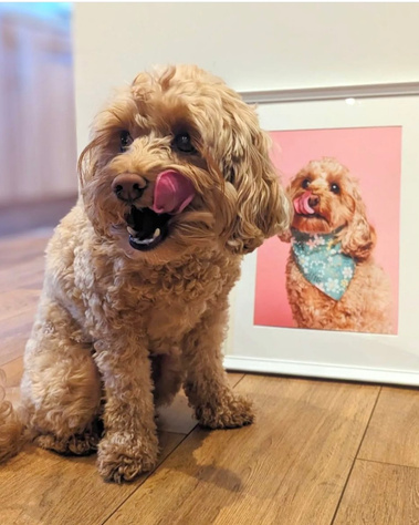 Juniper the very cute Cockapoo puppy posing with her framed fine art photographic print taken by Jonny the London Dog Photographer / Woof Photography on his Canon R6 camera. Features statement pink backdrop and designer bandana. Tongue out.
